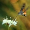 Dlouhozobka svizelova - Macroglossum stellatarum - Hummingbird hawk-moth 3381